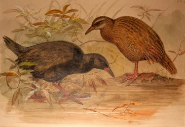 Weka-Schiene (Ocydromus australis), c.1851-76